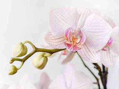 Afrodyta Phalaenopsis Care