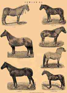Angielska rasowa odmiana koni