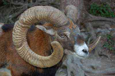 Argali – zagrożone owce górskie