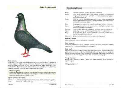 Cechy gołębi Tippler