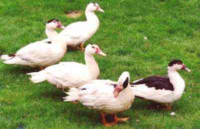 Cechy i cechy turkusowych kaczek