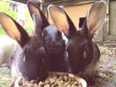 Cechy karmienia królików ziarnem