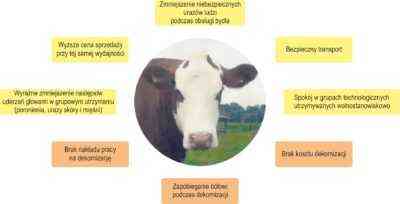Cechy krowy bez rogów
