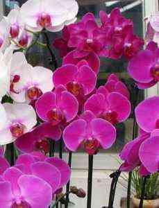 Cechy opieki nad kwitnącą orchideą