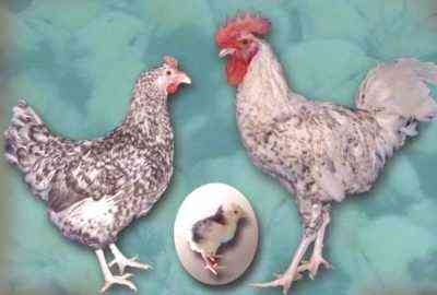 Cechy rasy kurczaków Puszkin