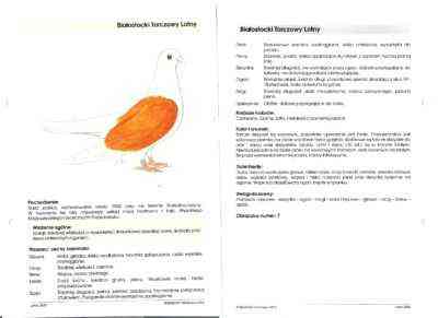 Cechy uzbeckich gołębi dwupalczastych