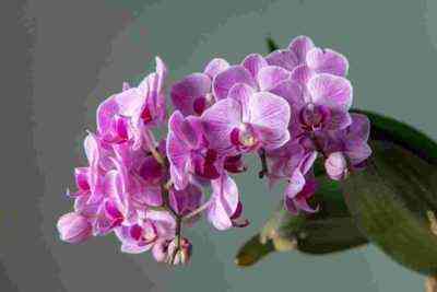Charakterystyczna czerwona orchidea