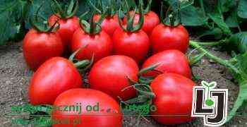 Charakterystyczne odmiany pomidorów Olga f1