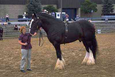 Charakterystyczny koń Suffolk