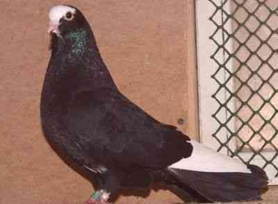 Charakterystyka gołębi Turman