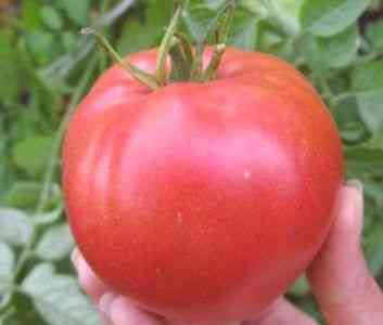 Charakterystyka i opis pomidora Jusupow