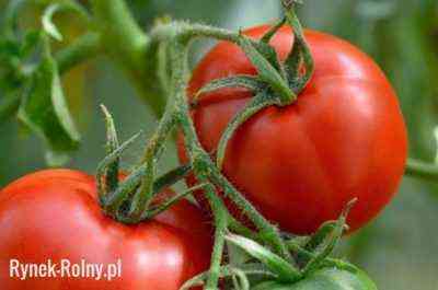 Charakterystyka karłowatych odmian pomidorów