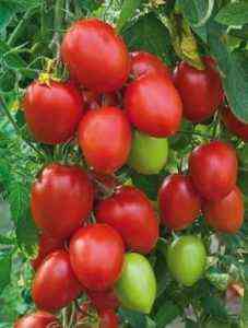 Charakterystyka odmian pomidora Belle f1