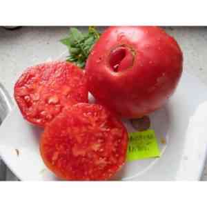 Charakterystyka odmian pomidorów Babushkino
