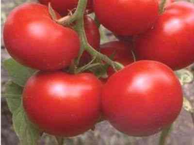 Charakterystyka odmian pomidorów Katiusza