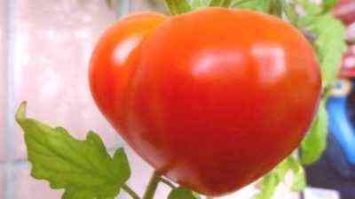 Charakterystyka odmian pomidorów Ogólne