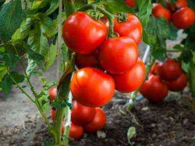 Charakterystyka odmian pomidorów Petrush Ogorodnik