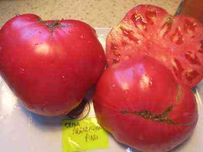 Charakterystyka odmian pomidorów Pink Mani 1