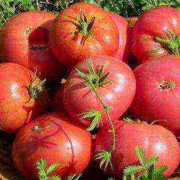 Charakterystyka odmian pomidorów Syberyjska karta atutowa