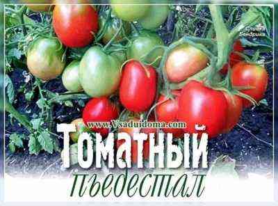 Charakterystyka odmian pomidorów Ulubiony Burraker