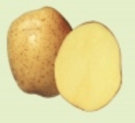 Charakterystyka odmian ziemniaka Uladar