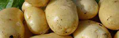 Charakterystyka odmian ziemniaków Gil