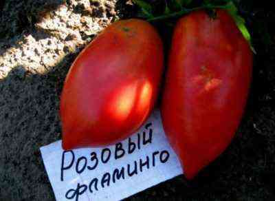 Charakterystyka odmiany pomidorów Różowy cud