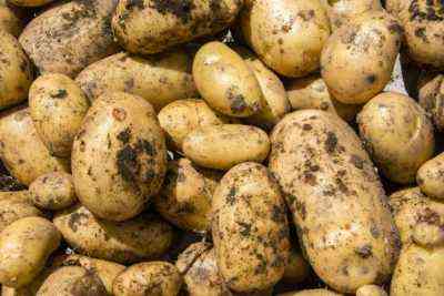 Charakterystyka odmiany ziemniaka Alladin