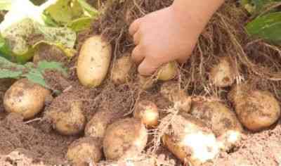 Charakterystyka odmiany ziemniaka Szczęście