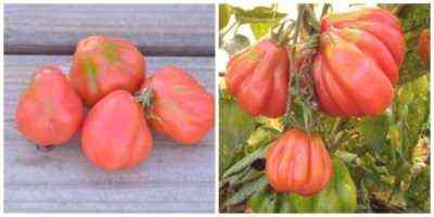 Charakterystyka pomidora czarnej gruszki