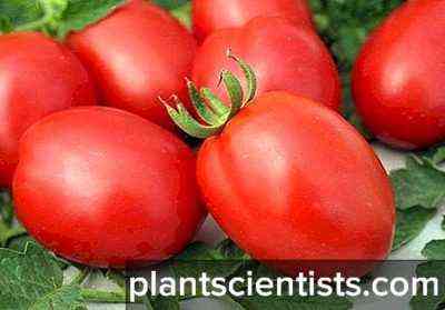 Charakterystyka pomidora De Barao Carski