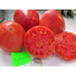 Charakterystyka pomidora Sevryuga