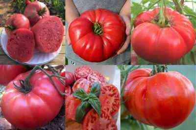 Charakterystyka pomidorów odmiany Korolevich