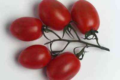 Charakterystyka pomidorów z bajki