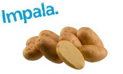 Charakterystyka ziemniaków Impala
