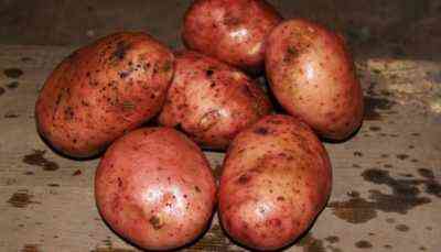 Charakterystyka ziemniaków Lasunok