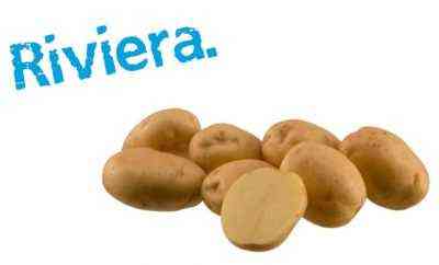 Charakterystyka ziemniaków Riviera