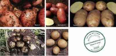 Charakterystyka ziemniaków Scarb