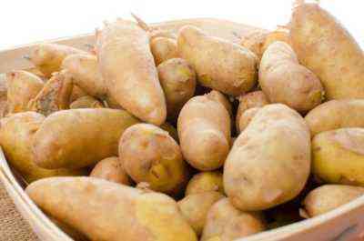 Charakterystyka ziemniaków Zorochka
