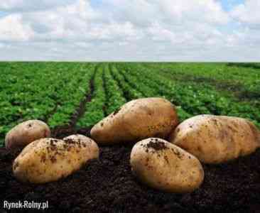 Chińska technologia uprawy ziemniaków