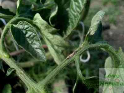 Choroby i szkodniki sadzonek pomidorów i ich leczenie