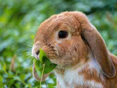Co karmić i co może jeść dekoracyjny królik