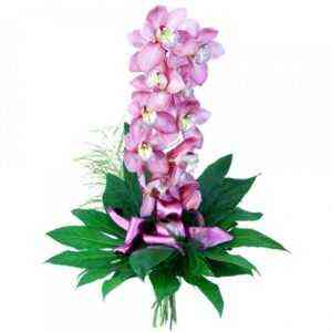 Co symbolizuje orchidea