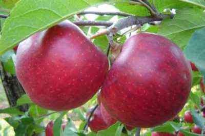 Czerwone odmiany jabłek: najlepsze odmiany
