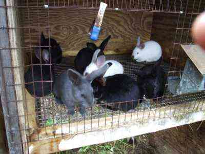 Czy królikom można podawać surowe króliki