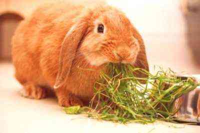 Czy można wprowadzić ogórki do diety królików