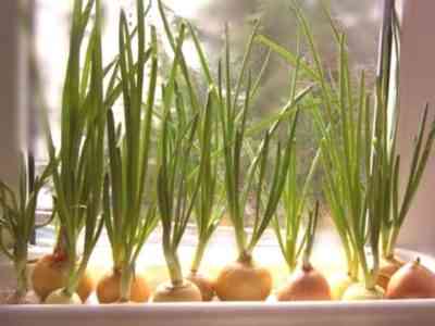 Daty i zasady sadzenia zestawów cebuli
