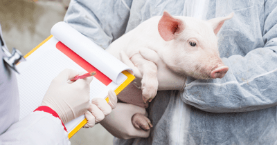 Diagnoza i leczenie pasterelozy świń