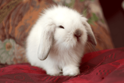 Dlaczego królik odpycha nowonarodzone króliki?