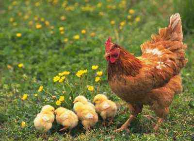 Dlaczego kurczaki dziobią jajka i jak sobie z tym poradzić